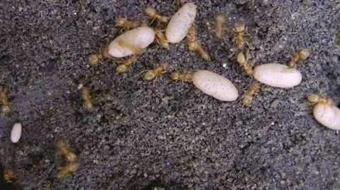 Ants carrying larvae Stock Footage 46663785