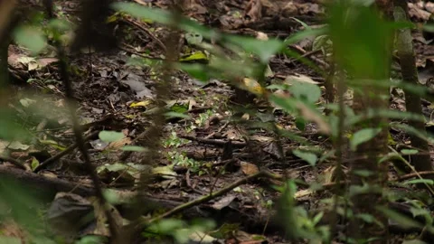 Ants carrying leaf in large queue - 8K 4320p 30fps 700mbps Stock Footage 227244879