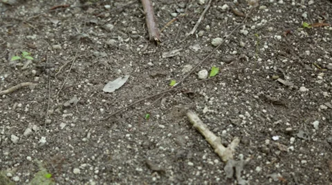 Ants carrying leaves Stock Footage 34278409