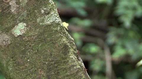 Ants carrying leaves Stock-Footage 45265972