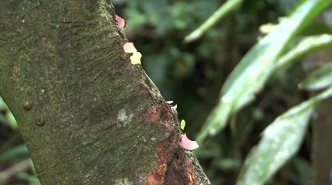 Ants carrying leaves Video stock 45266059