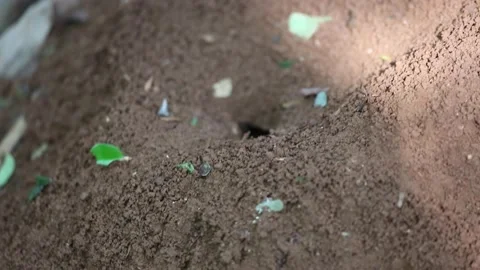 Ants Carrying Leaves Stock Footage 212145765