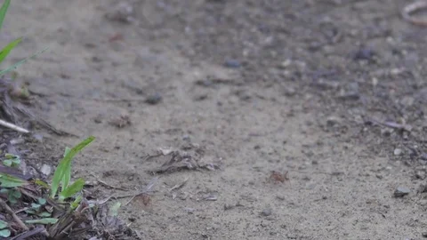 Ants Carrying Materials Stock Footage 81228045