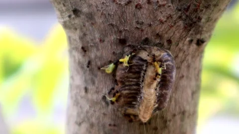 Ants carrying a praying mantis that has just hatched from an egg. Stock Footage 335878123