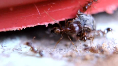 Ants Carrying Prey Under Structure 스톡 동영상 338233658