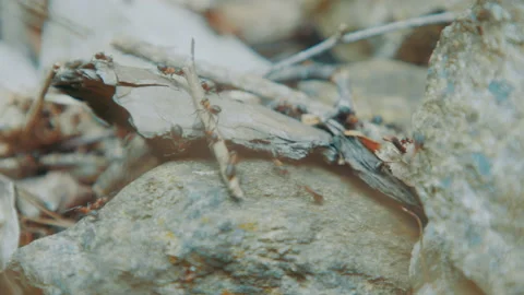 Ants Carrying Stick 스톡 동영상 132266941