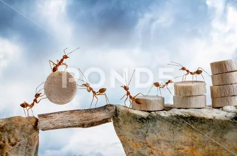 Ants carrying wood crossing cliff, teamwork concept Stock Photos