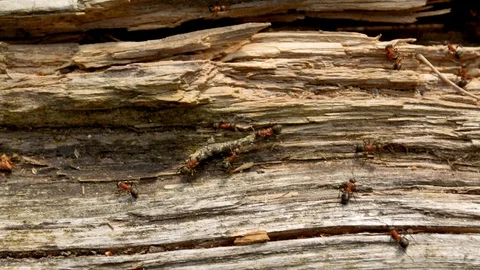 Ants carryng a big stick inside colony nest 스톡 동영상 89536745