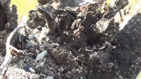 Ants chaos Video stock 93784914