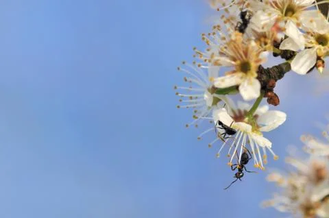 Ants on cherry flowers Stock Photos