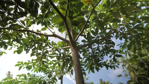 Ants circulate on the trunk and branches of a young tree, in Ivory Coast Stock Footage 221549146
