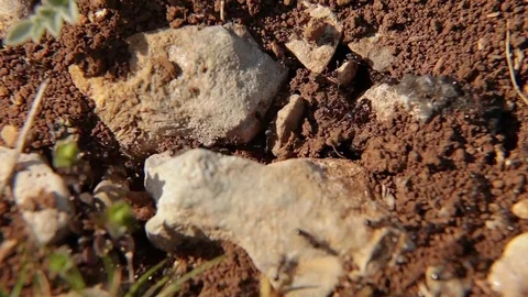 Ants clean their nest Stockbeeldmateriaal 83829551