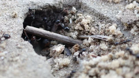Ants cleaning anthole Stock Footage 155622075