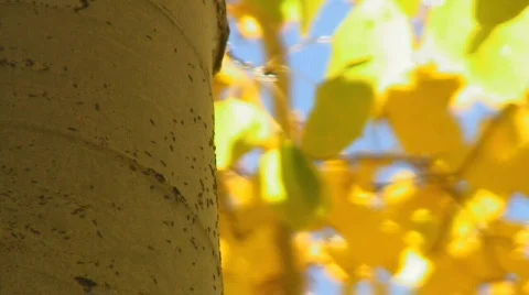 Ants climb bark on aspen tree trunk Stock Footage 108751