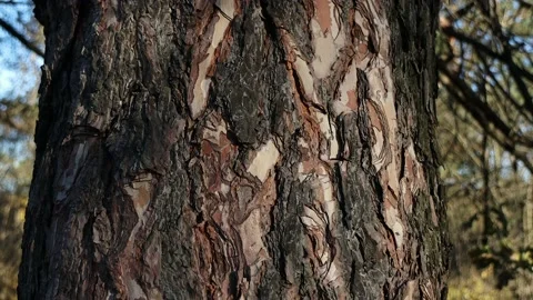 Ants climb the bark of a brown tree. The bark of spruce is covered with ants Stock-Footage 230490942