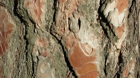 Ants climb the bark of a brown tree. Stock Footage 234903329