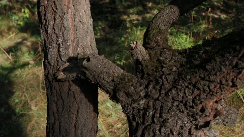 Ants climb the bark of a brown tree. 库存影片 254357327