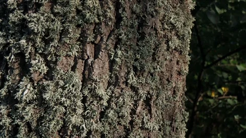 Ants climb the bark of a brown tree. The bark of the tree Видео 256487849