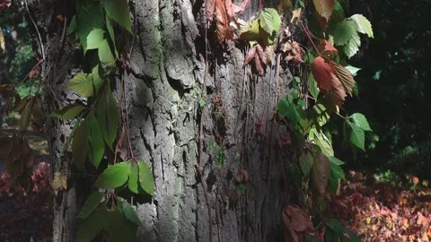 Ants climb the bark of a brown tree. The bark of the tree is covered Видео 266987969