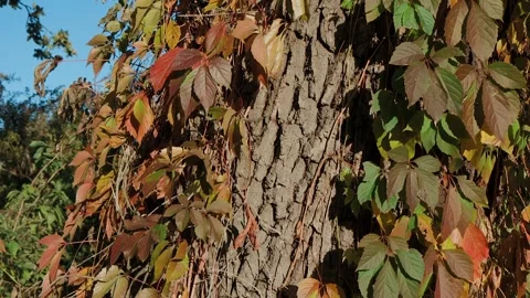 Ants climb the bark of a brown tree. The bark of the tree Видео 269063738