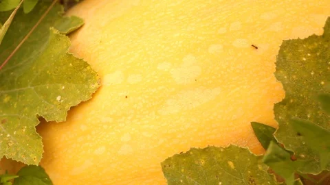 Ants climb a pumpkin. Insects. Stock Footage 129083877
