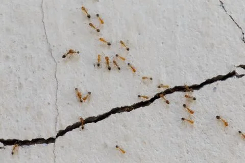 Ants climb walls Stock Photos