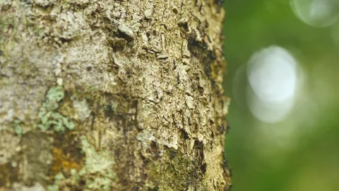 Ants Climbing Up And Down Tree Trunk In Rainforest, Madagascar Stock Footage 125348457