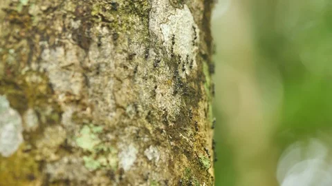 Ants Climbing Up And Down Tree Trunk In Rainforest, Madagascar Stock Footage 125348510