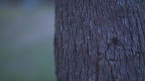 Ants climbing the bark of a tree trunk Stock Footage 87120096