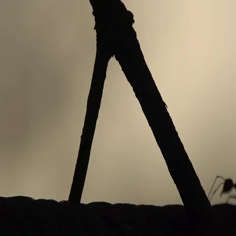 Ants climbing a branch Stock Footage 69538917
