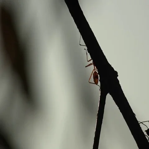 Ants climbing a branch Vídeos de archivo 69538995