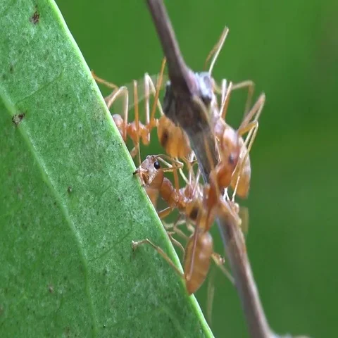 Ants climbing from leaf to leaf Stock Footage 69591612