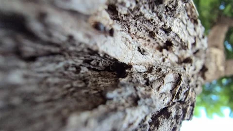 Ants climbing tree bark captured in macro, carrying food and demonstrating .. Stock Footage 316888416