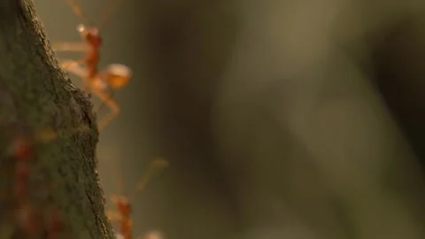 Ants Climbing Tree Bark Closeup. Stock Footage 307263706