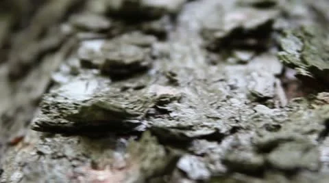 Ants climbing up a tree 스톡 동영상 18755158