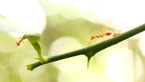 Ants  climbing  on tree Stock Footage 94995761