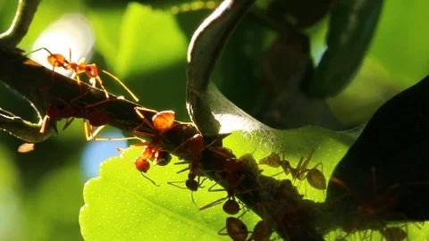 Ants  climbing  on tree Stock Footage 102427652