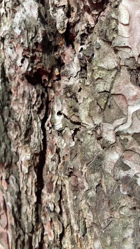 Ants Climbing Tree in Slow Motion (Vertical Video) Stock Footage 300304056