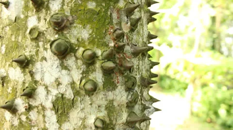 Ants climbing on tree trunk Video stock 24638398