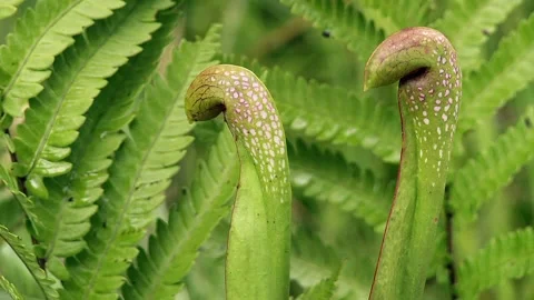 Ants climing on pitcher plants Stock Footage