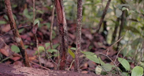 Ants climing up a Tree Branch in Borneo Rainforest Jungle Stock Footage 131144579