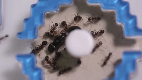 Ants close-up. Ant farm. Stock Footage 151419112