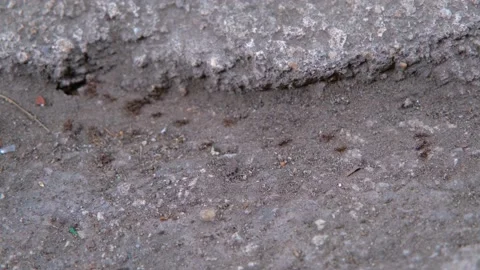 Ants close-up. Ants follow each other. Teamwork of ants Stock Footage 199500879