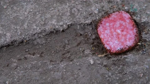 Ants close-up. Ants follow each other. Teamwork of ants Video stock 201528137