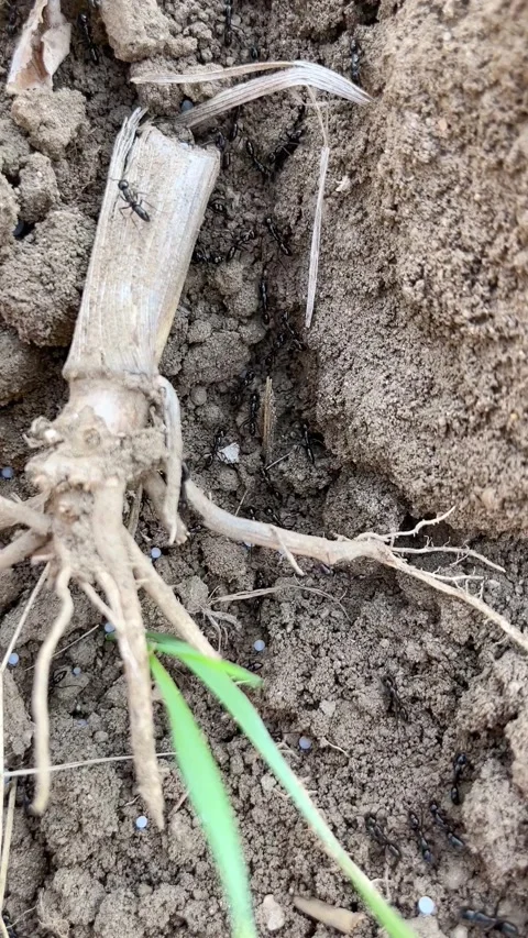 Ants Close-Up Crawling on Surface — Macro Insect Behavior 4K 動画素材 321586069