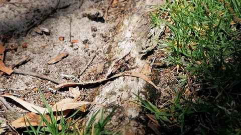 Ants close up crawling up a tree 60fps (suitable for slow-motion) Stock Footage 121066134