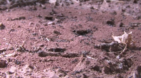 Ants (close-up) Video stock 530688