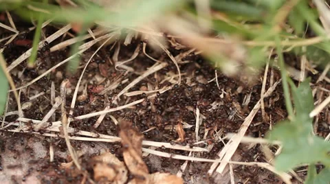 Ants Close Up Stock Footage 27672426