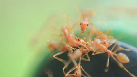 Ants close up Stock-Footage 35172032