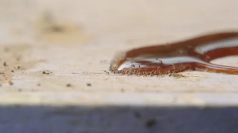 Ants close up Stock Footage 38868186